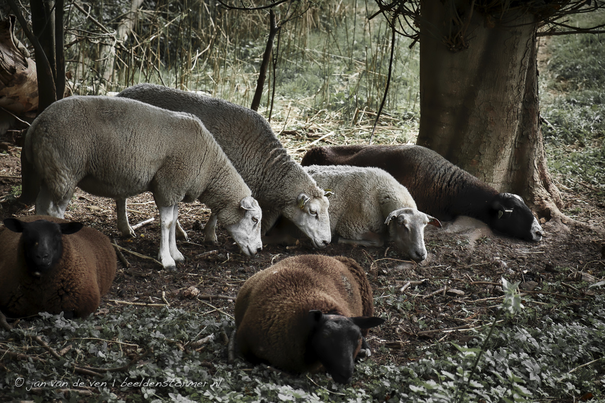 schapen zoeken beschutting langs de essche stroom