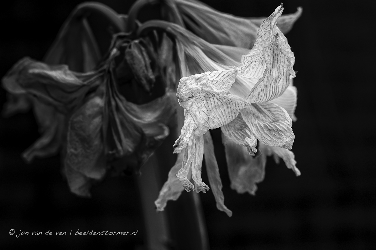 witte amaryllis toont de pracht van het verval