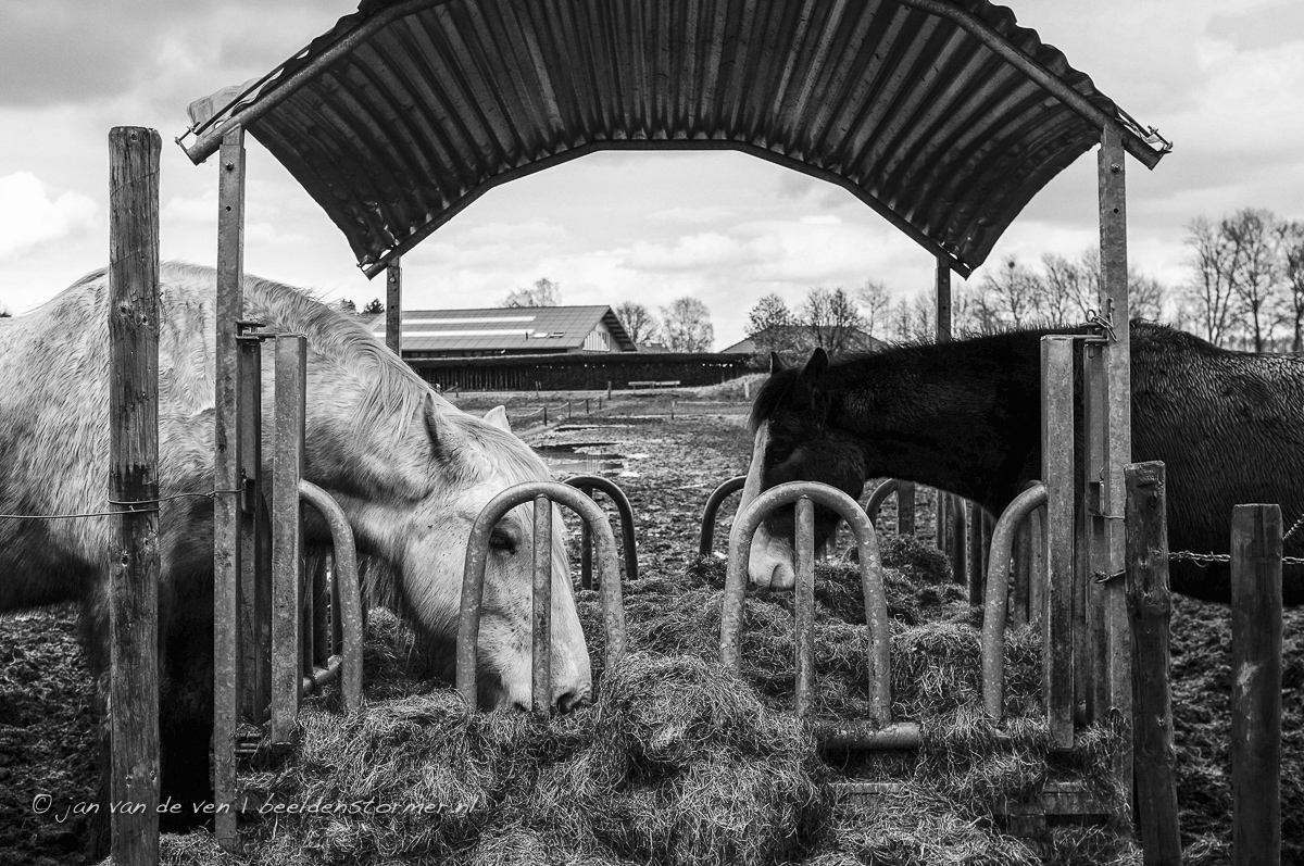 paarden eten hooi op ruimel in sint-michielsgestel