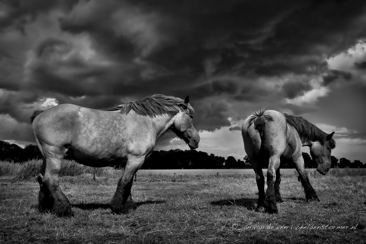 twee robuuste trekpaarden op een weiland aan de vogelenzang in sint-michielsgestel
