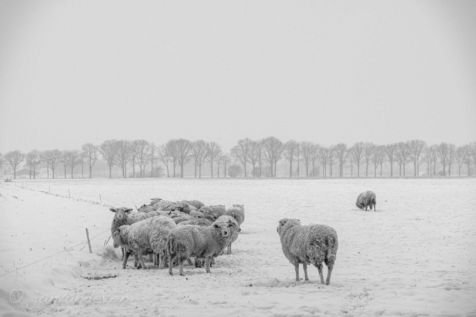 schapen in de sneeuw op 't woud bij den dungen