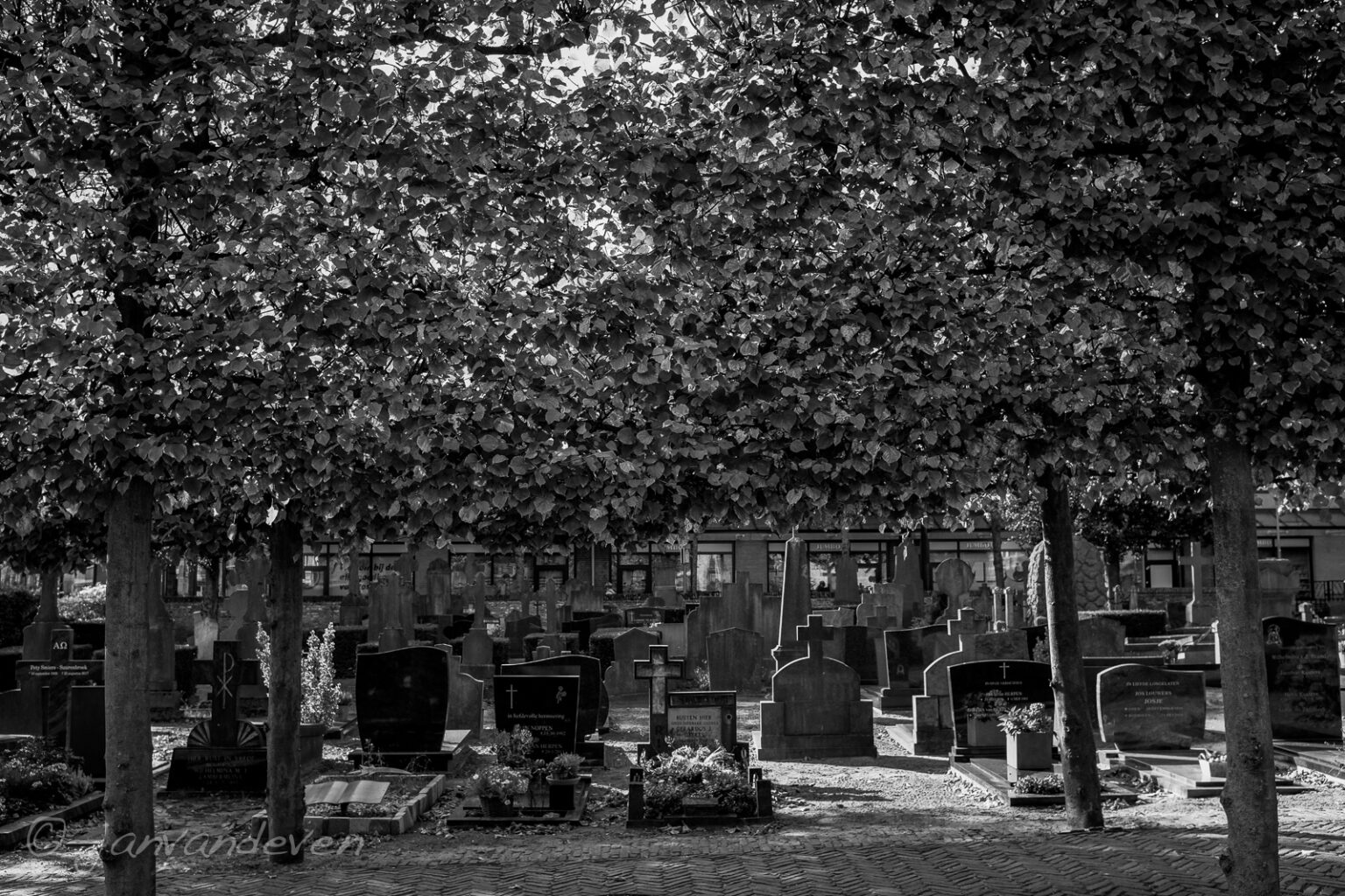 begraafplaats onder bladerdak