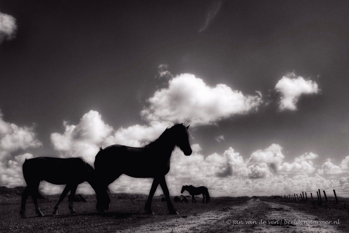 paarden op het nieuwlandsreid, ameland